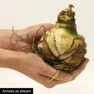 Double Amaryllis Rock 'n Roll