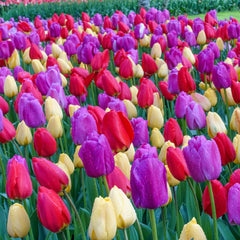 Grand Entry Tulip Mix | K. van Bourgondien