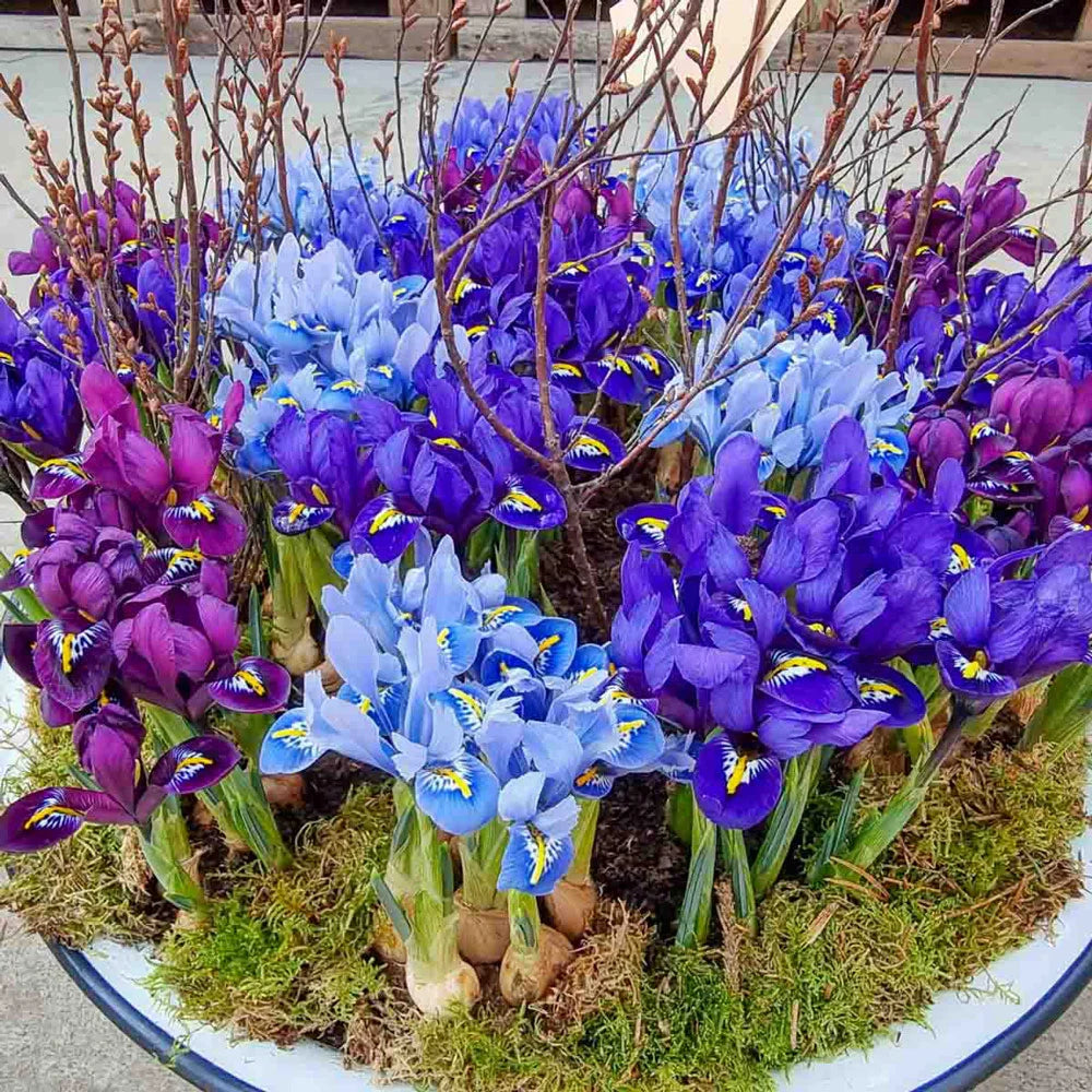 iris plants in pots Mixed Dwarf Rock Garden Iris (reticulata)