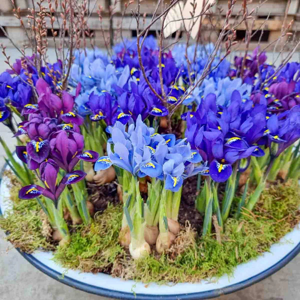 can irises be planted in pots Mixed Dwarf Iris Reticulata