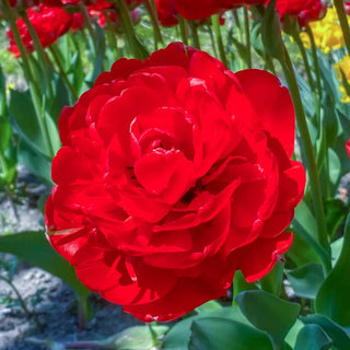 Double Peony Tulip Bombastic Red