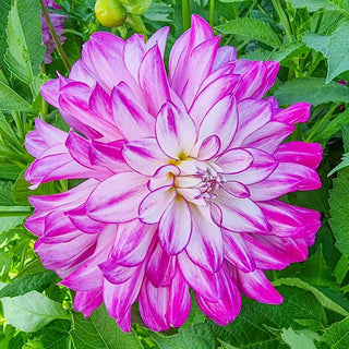 Dinnerplate Dahlia Who Dun It