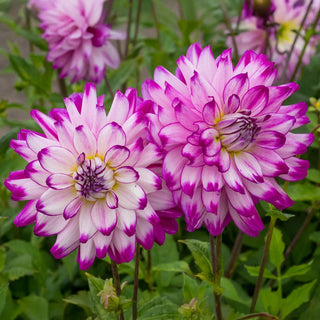 Dinnerplate Dahlia Who Dun It