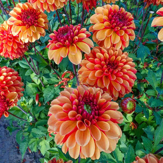 Decorative Dahlia American Sunset