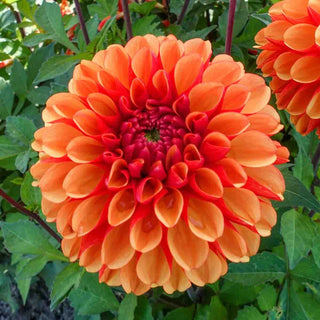 Decorative Dahlia American Sunset