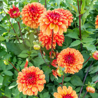 Decorative Dahlia American Sunset