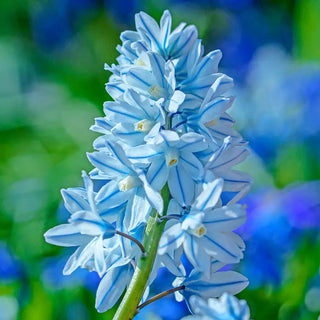 Siberian Squill (Scilla siberica)
