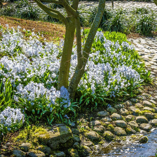 Siberian Squill (Scilla siberica)