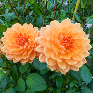Decorative Dahlia Rancho