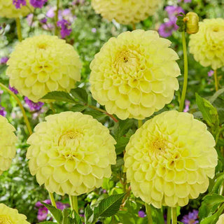 Giant Ball Dahlia Jowey Martina