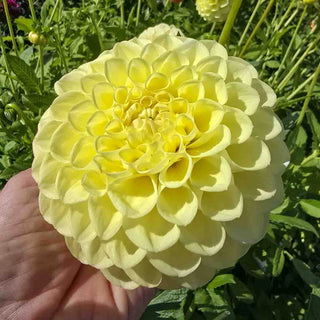 Giant Ball Dahlia Jowey Martina