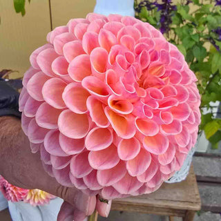 Giant Ball Dahlia Jowey Winnie