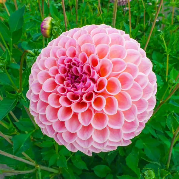 Giant Ball Dahlia Jowey Winnie | K. van Bourgondien