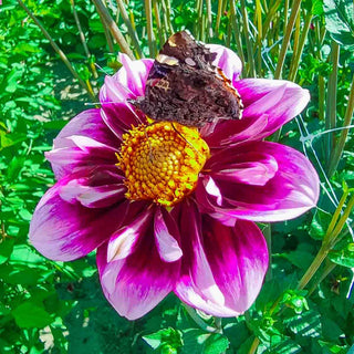 Collerette Dahlia Liquid Desire