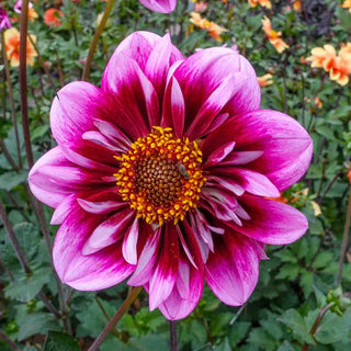 Collerette Dahlia Liquid Desire