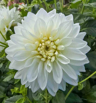 Large Decorative Dahlia White Perfection