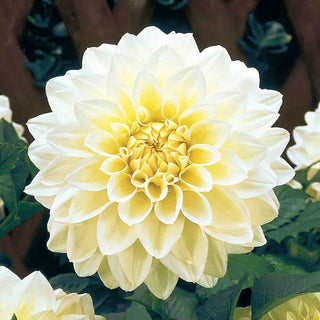 Large Decorative Dahlia White Perfection