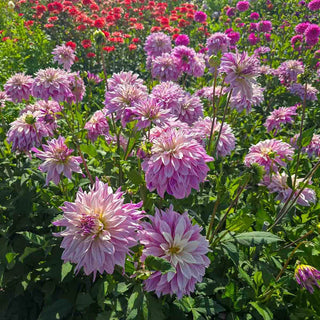 Dinnerplate Dahlia Labyrinth Twotone