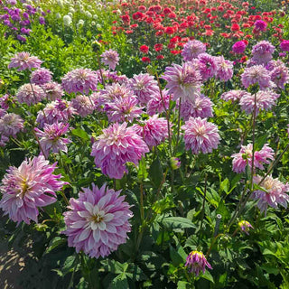 Dinnerplate Dahlia Labyrinth Twotone