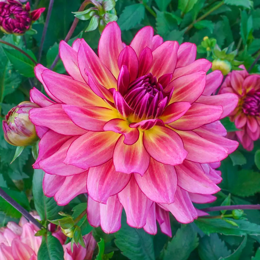 Decorative Dahlia Bourbon Street | K. van Bourgondien