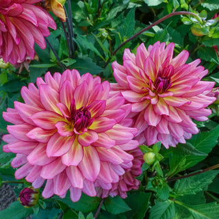 Decorative Dahlia Bourbon Street