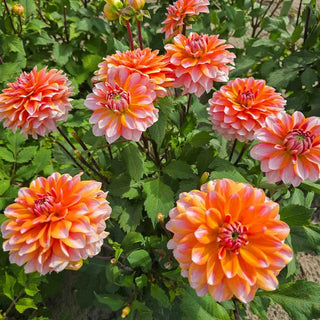Border Decorative Dahlia Peaches and Vanilla