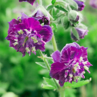 Hardy Geranium Joseph Green
