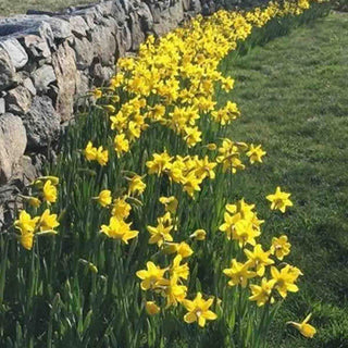 Trumpet Daffodil Improved King Alfred