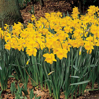 Trumpet Daffodil Improved King Alfred