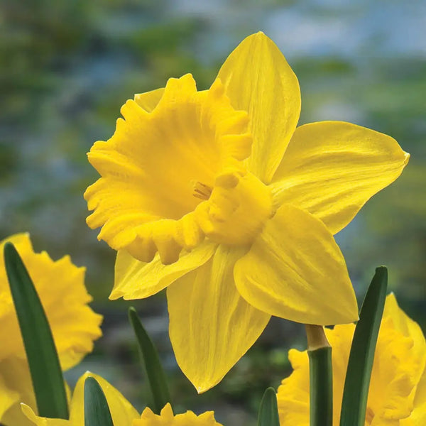King Alfred Daffodil - Trumpet Daffodil | K. van Bourgondien