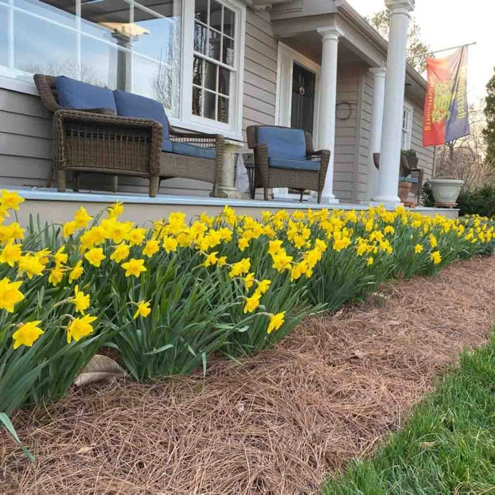 daffodil house plant Large Cupped Daffodil Carlton