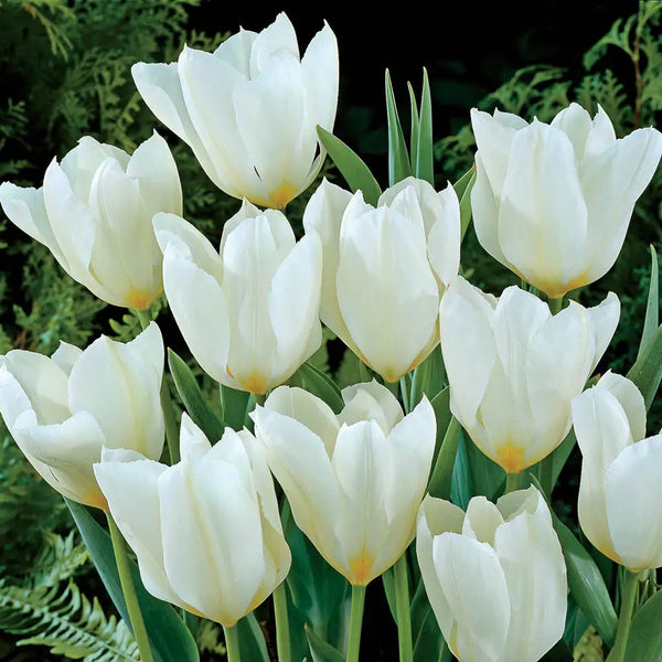 野生群生ディッキア fosteriana Senges white/dwarf Fosteriana Tulip White Emperor | K. van Bourgondien