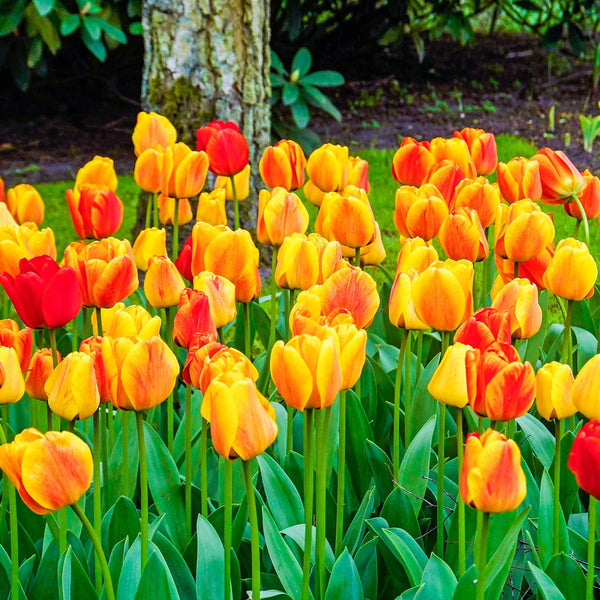Darwin Hybrid Tulip Beauty of Apeldoorn | K. van Bourgondien
