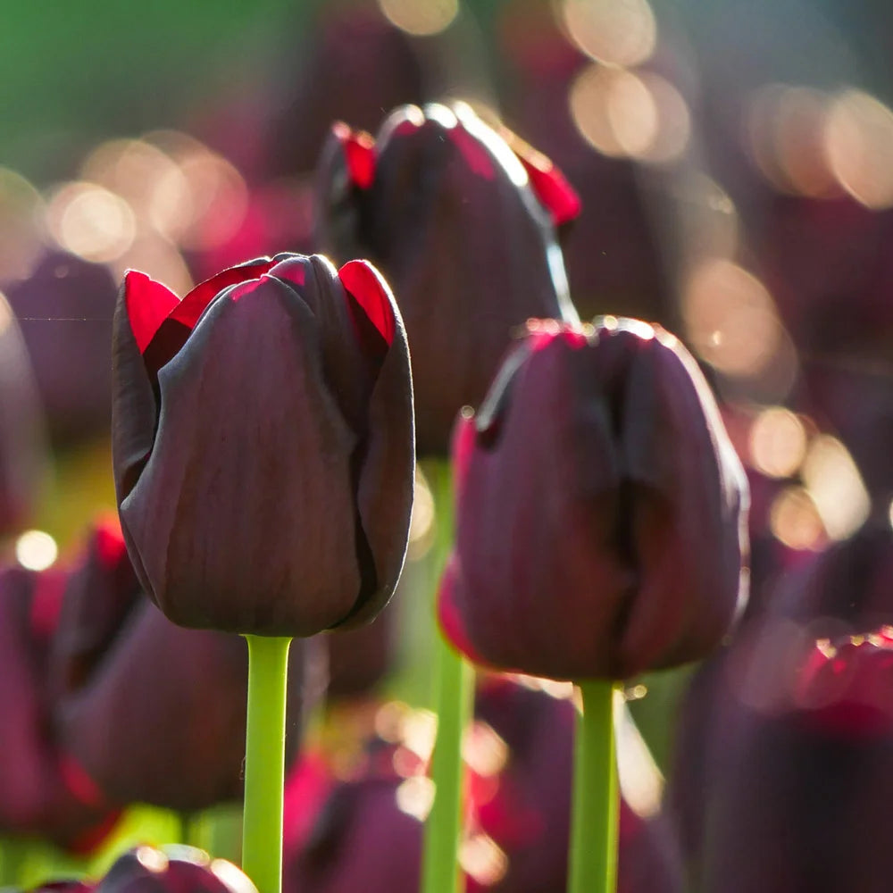 asiatic lily queen of night Queen of Night Tulip - Black Mayflowering Tulip