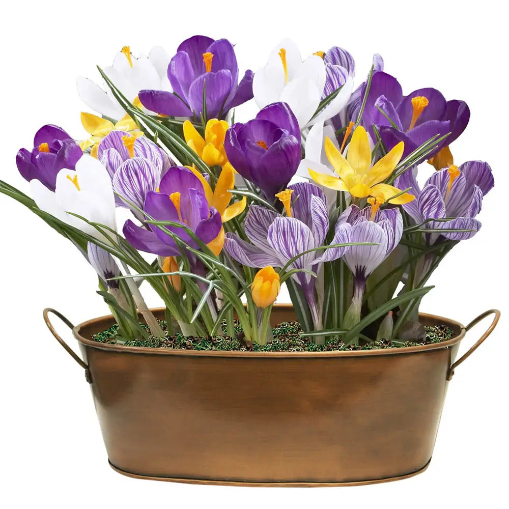 crocus potted plants Giant Crocus Mix