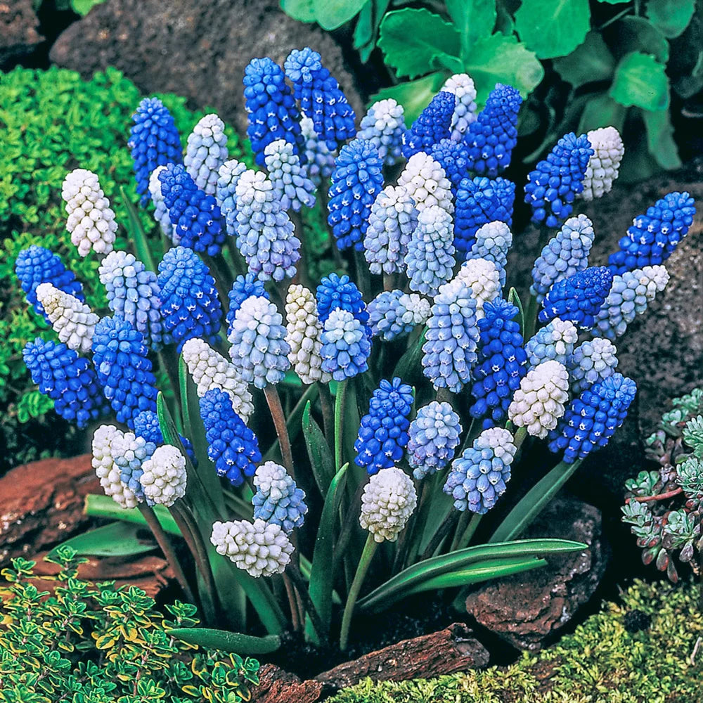 muscari plant indoors Muscari Magic Carpet Mix