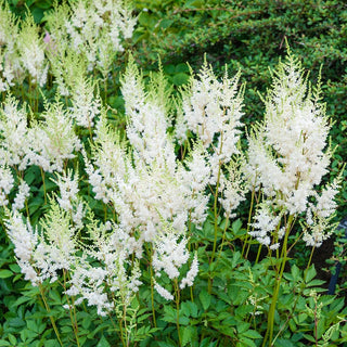 Hosta Bulbs Spring Sun Perennials for Zone 5 | K. van Bourgondien