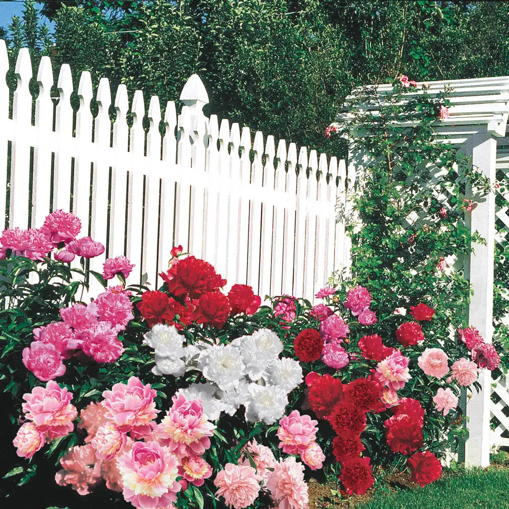 potted peony plants for sale near me Mixed Double Peonies for Sale