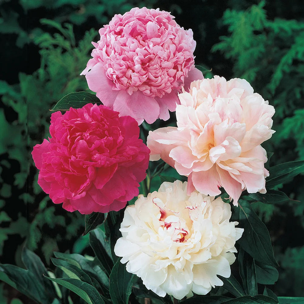 potted peony plants for sale near me Mixed Double Peonies for Sale