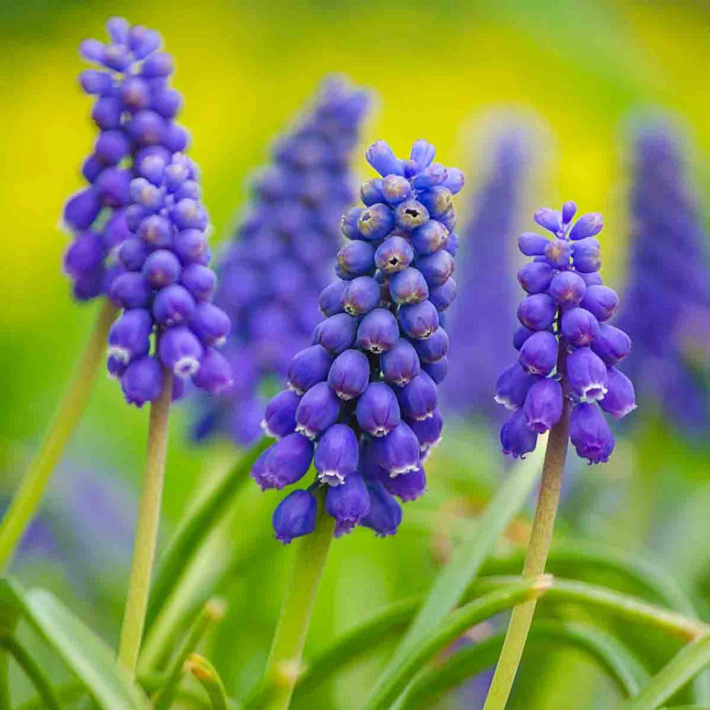 planting grape hyacinth seeds Shop Grape Hyacinth Bulbs for Sale (Muscari armeniacum)
