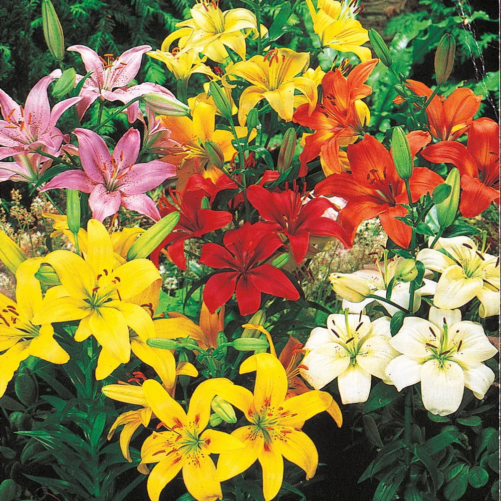 lily asiatic blend Asiatic Lily Mixed - Lilium Asiatic Mix