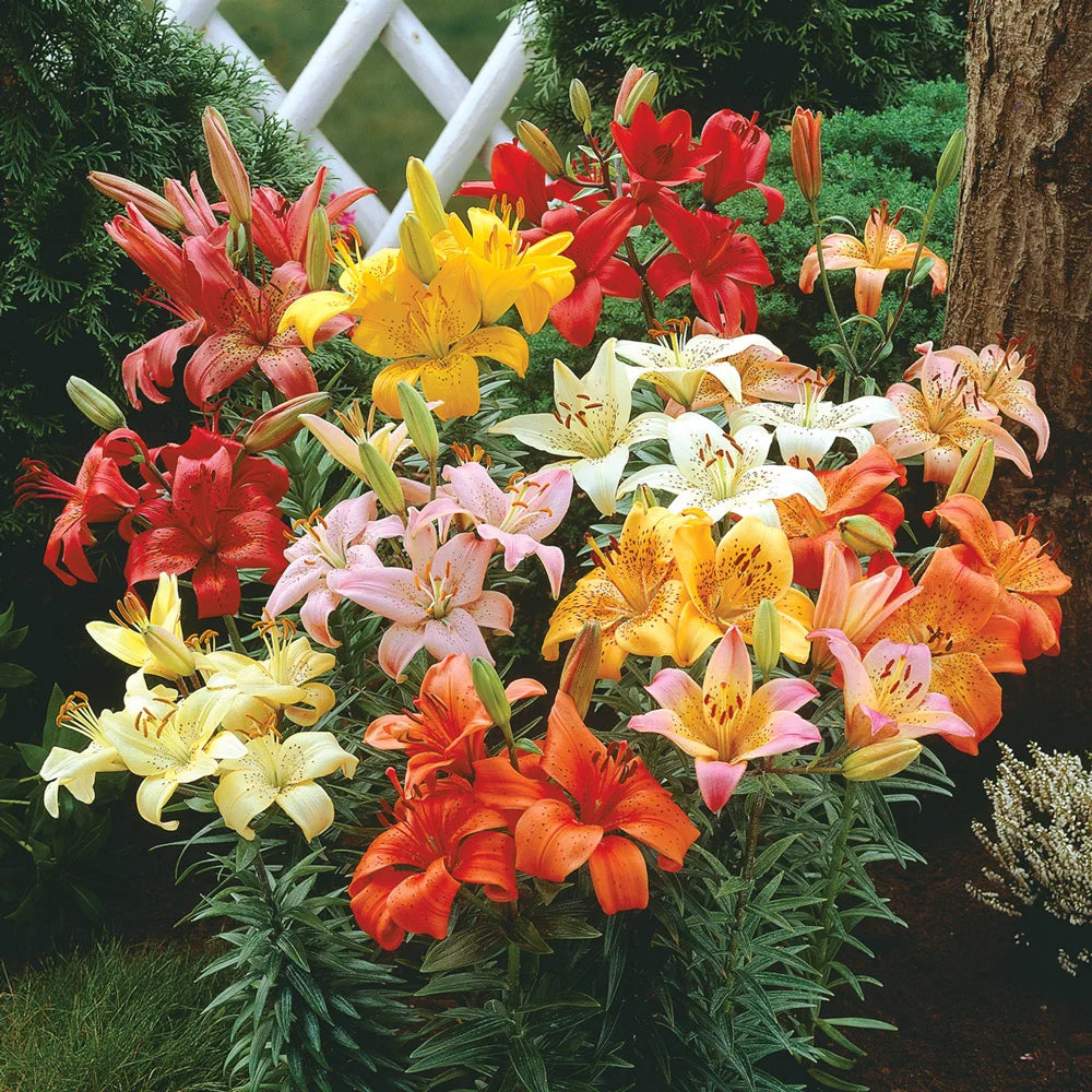 dutch asiatic lily Asiatic Lily Mixed - Lilium Asiatic Mix