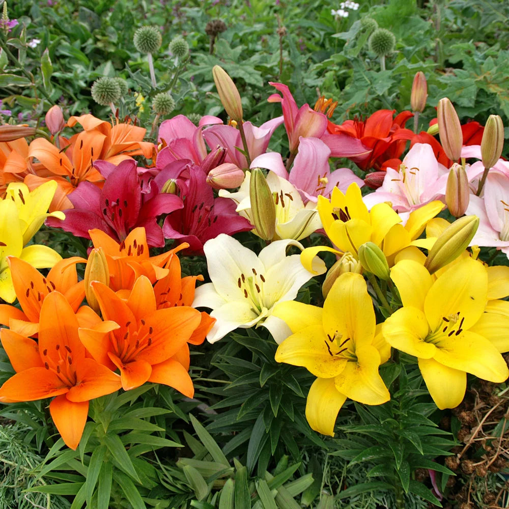 mixed asiatic lilies Asiatic Lily Mixed