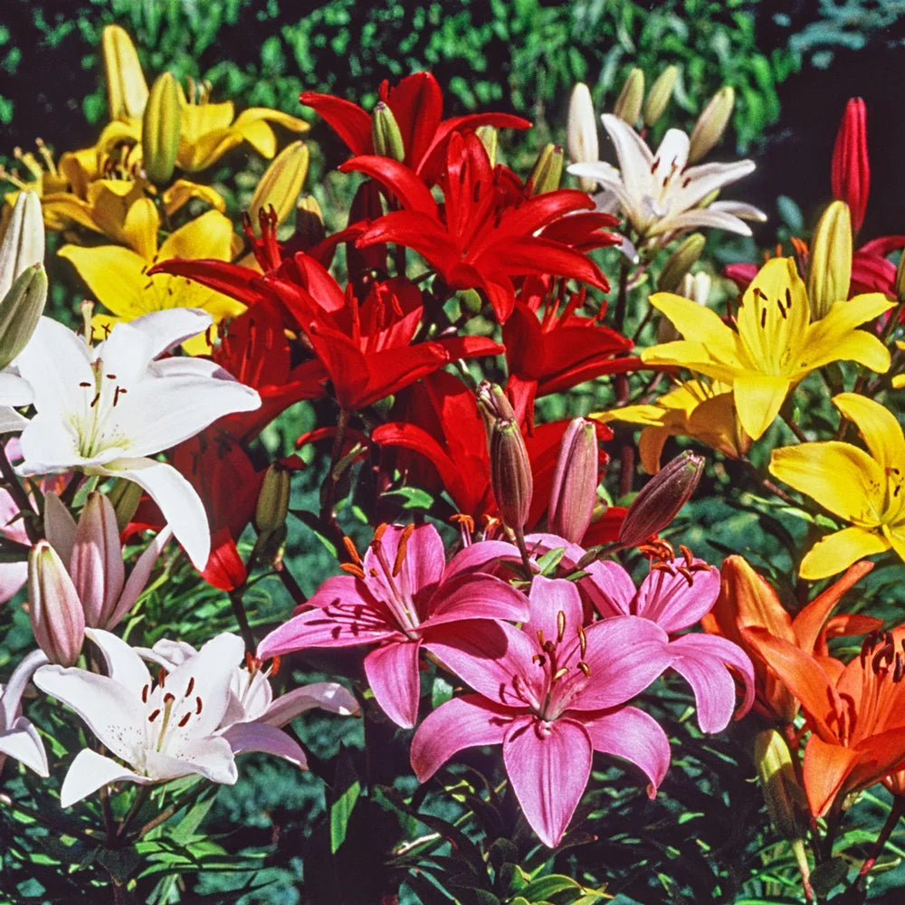 do asiatic lilies grow back every year Asiatic Lily Mixed
