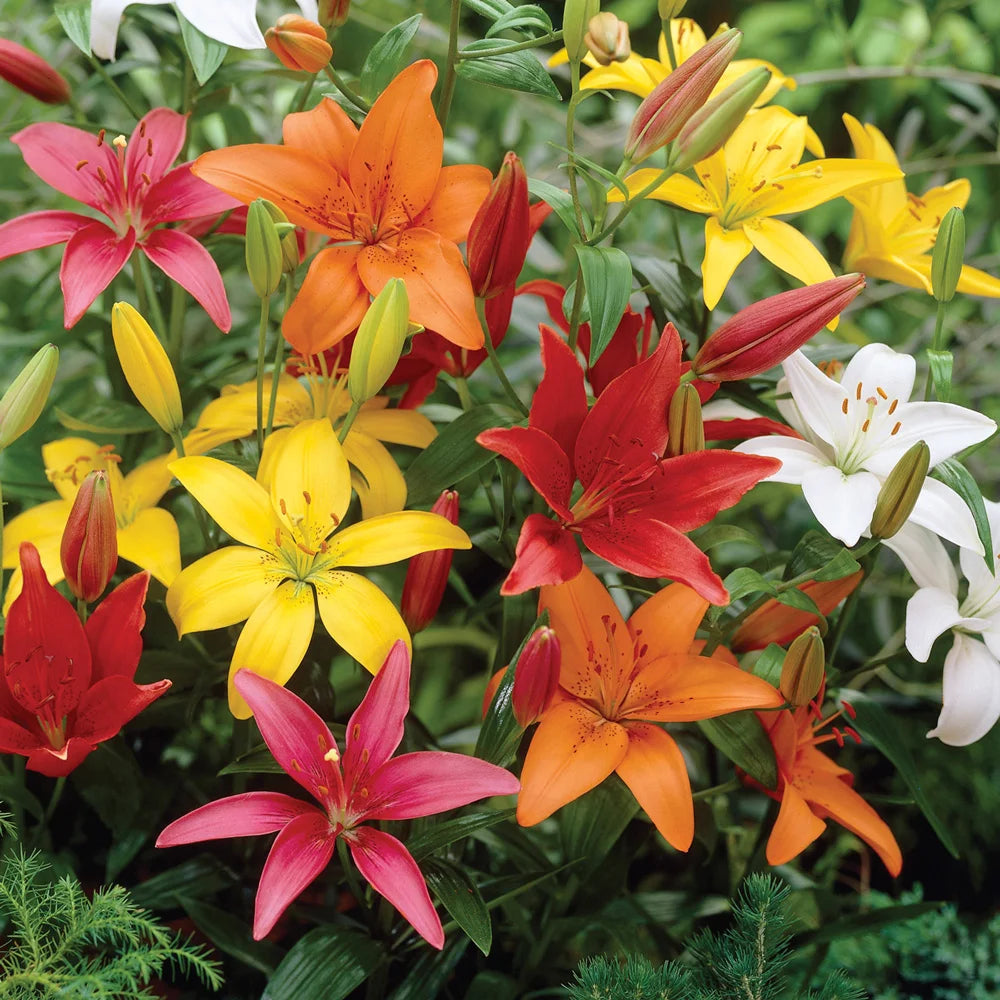 dutch asiatic lily Asiatic Lily Mixed - Lilium Asiatic Mix