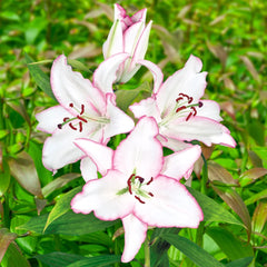 今市隆二　Lilly 100509209-847_oriental_1.jpg?