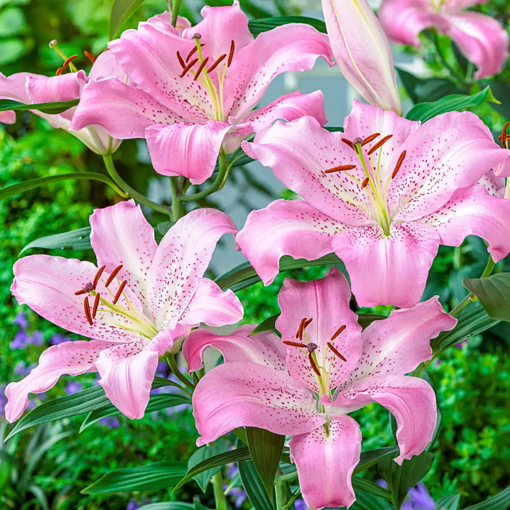 lilis flower Oriental Lily Josephine