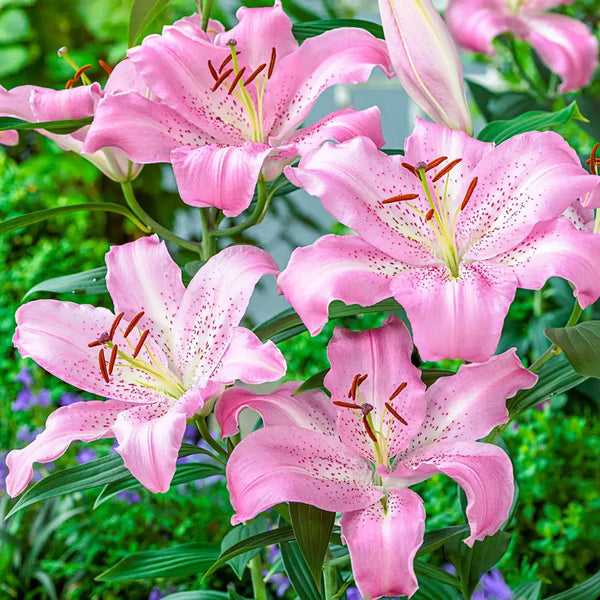 Lily  87948_grande.webp?v=1744740726