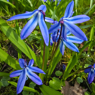 Scilla siberica (Siberian Squill)