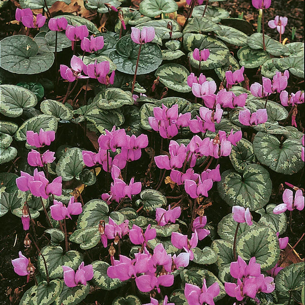 is a cyclamen plant indoor or outdoor Cyclamen coum